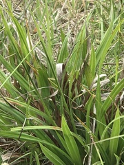Carex gynodynama