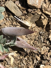 Astragalus kelseyae