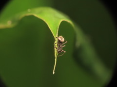 Myrmecotypus