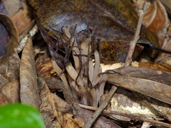 Clavaria rubicundula