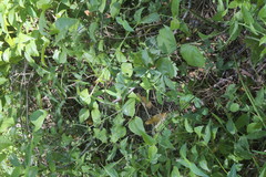 Sanicula canadensis canadensis