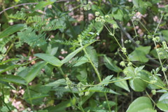 Sanicula canadensis canadensis