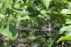Sanicula canadensis canadensis