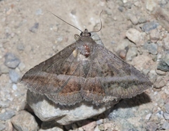 Lesmone griseipennis