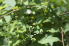 Sanicula canadensis canadensis
