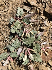 Astragalus kelseyae