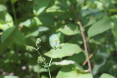 Sanicula canadensis canadensis