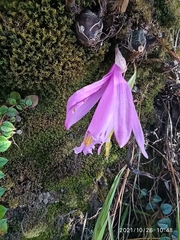 Pleione