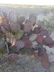 Opuntia azurea