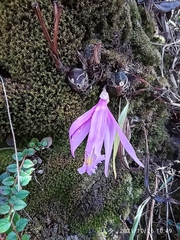 Pleione