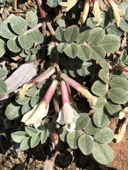 Astragalus kelseyae