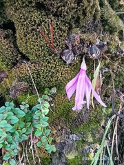 Pleione