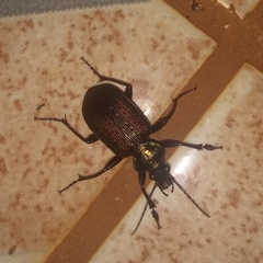 Calosoma alternans