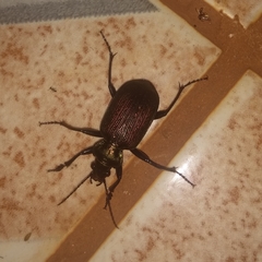 Calosoma alternans