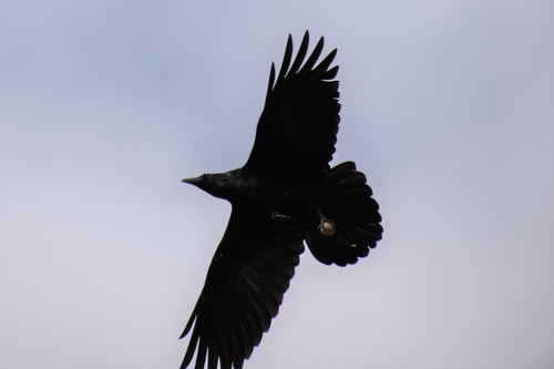 Common Raven photographed in Virginia