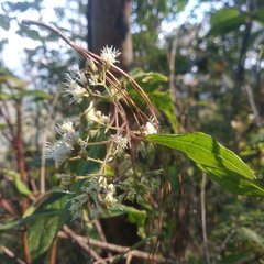 Ageratina areolaris