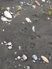 Hydrochoerus hydrochaeris