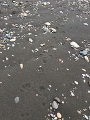 Hydrochoerus hydrochaeris