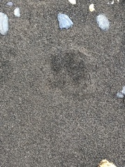 Hydrochoerus hydrochaeris