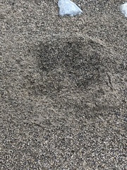 Hydrochoerus hydrochaeris