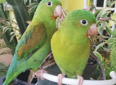 Brotogeris jugularis