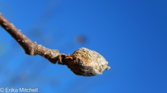 Dasineura serrulatae
