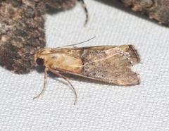 Cacozelia basiochrealis