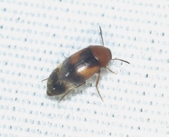 Pentaria