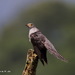 Typical Cuckoos - Photo (c) Kevin Lin, some rights reserved (CC BY-NC-SA)