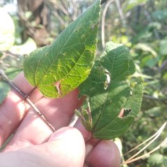Ageratina areolaris