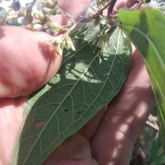 Ageratina areolaris