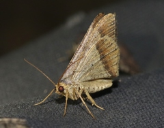 Psamatodes everiata