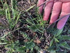 Acaena pinnatifida californica