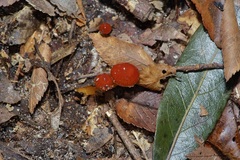 Hygrocybe minutula