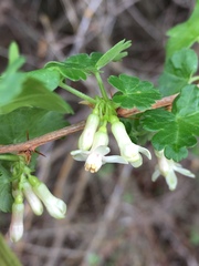 Ribes oxyacanthoides setosum