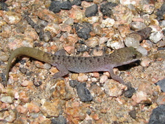 Nactus cheverti