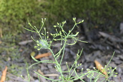 Cynosciadium digitatum