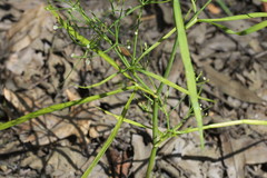 Cynosciadium digitatum