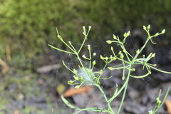 Cynosciadium digitatum