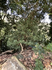Litsea rotundifolia