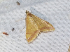 Pyrausta pseudonythesalis