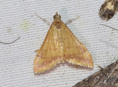 Pyrausta pseudonythesalis
