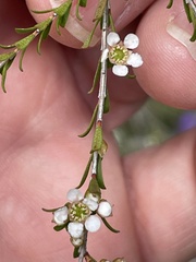 Triplarina nowraensis