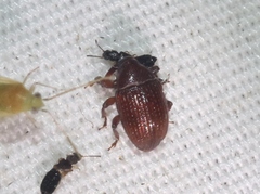 Rhyssomatus parvulus