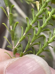 Triplarina nowraensis