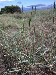 Leymus racemosus