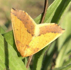 Neoterpes edwardsata