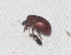 Rhyssomatus parvulus