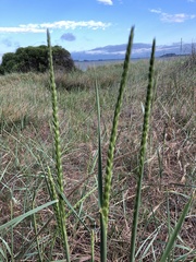 Leymus racemosus