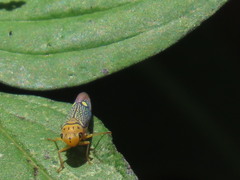 Parathona gratiosa